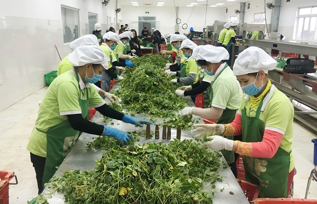 Xuất khẩu nông - lâm - thủy sản bứt phá thành công